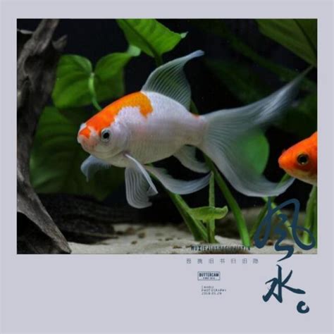 魚缸風水位置|魚缸千萬別這樣擺！養魚風水5大重點